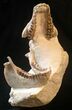 Very Aesthetic Presented Oreodont (Merycoidodon) Skull #15723-2